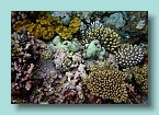 27 Healthy Coral